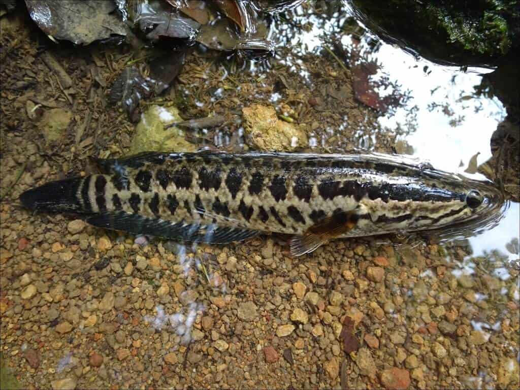 Ikan Channa Maculata