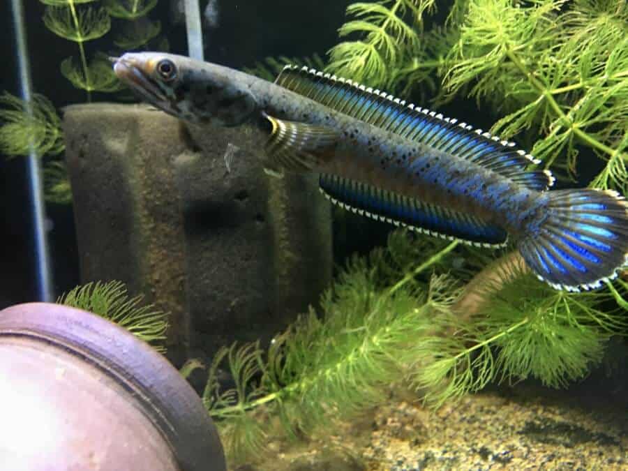 Ikan Channa Pardalis