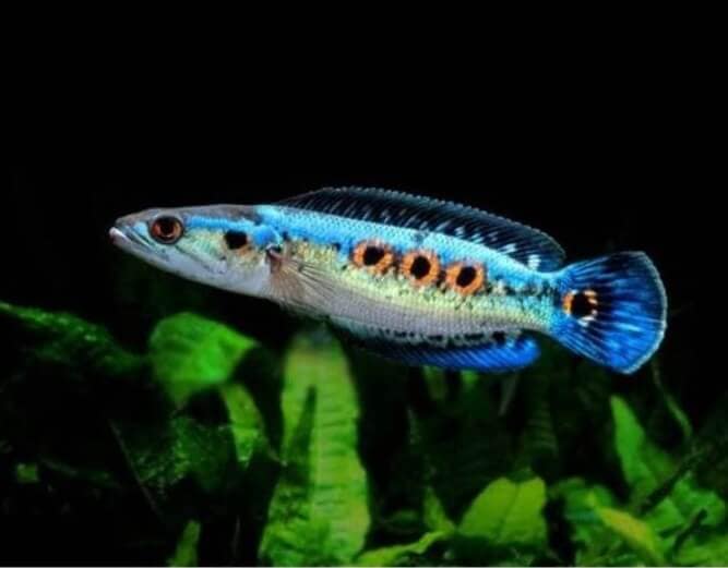 Ikan Channa Pleurophthalma