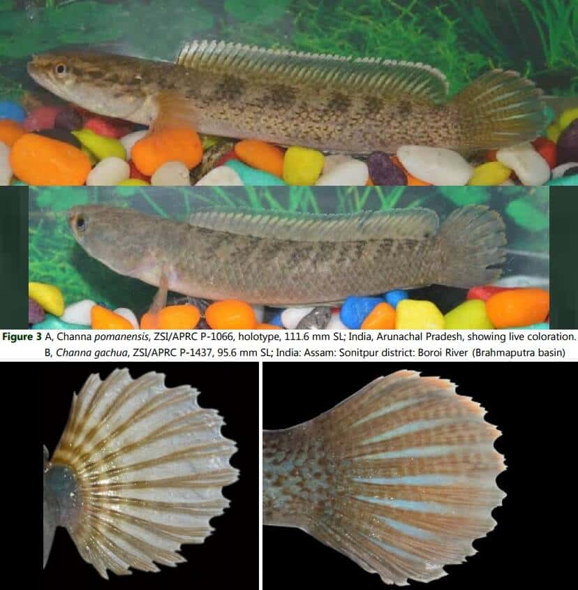 Ikan Channa Pomanensis