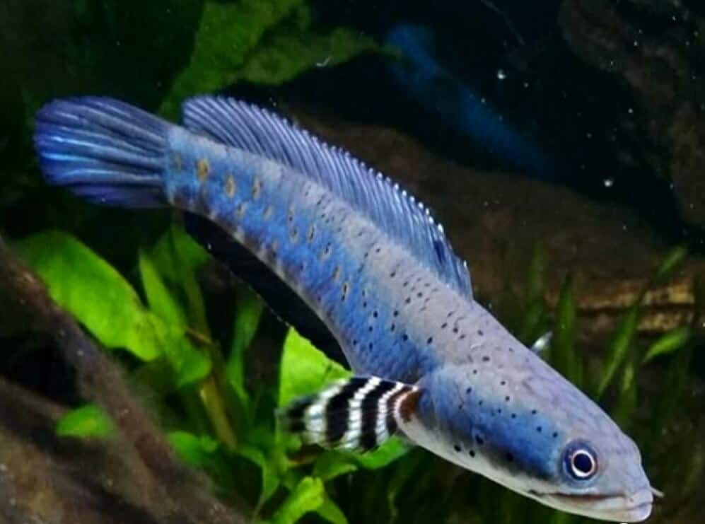 Ikan Channa Pulchra