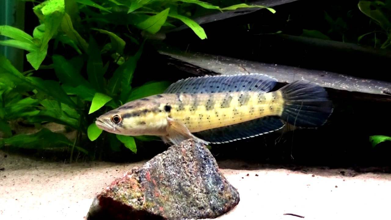Ikan Channa Punctata