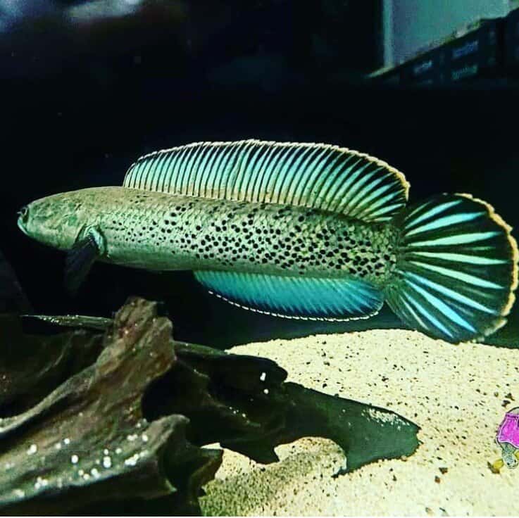 Ikan Channa Stewartii