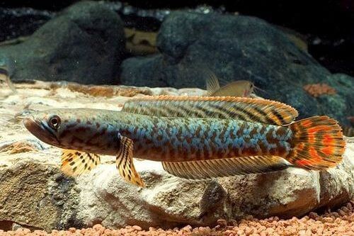Ikan Channa Stiktos