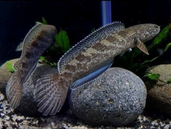 Ikan Channa Torsaensis