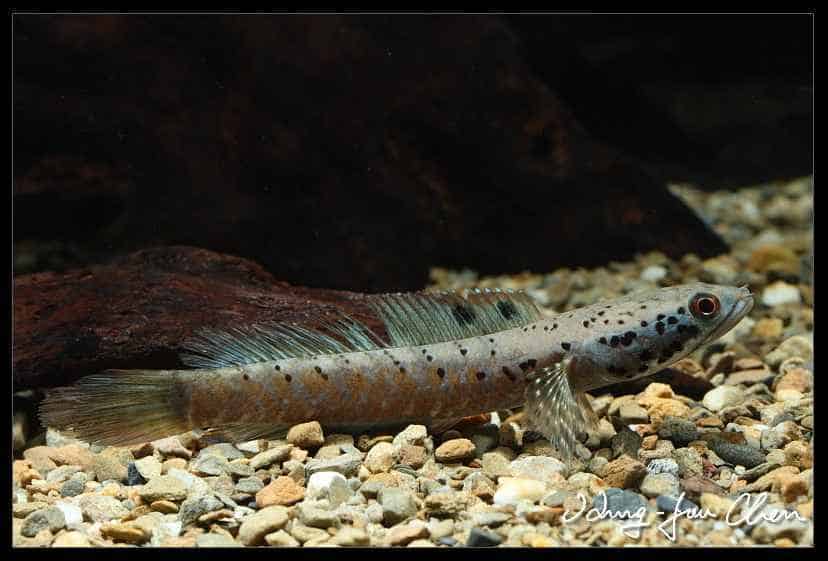 Channa Ornatipinnis