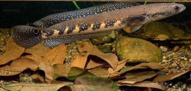 Ikan Channa pseudomarulius