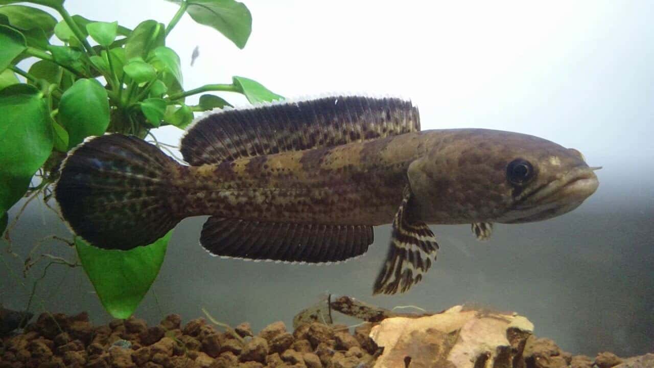 ikan Channa quinquefasciata