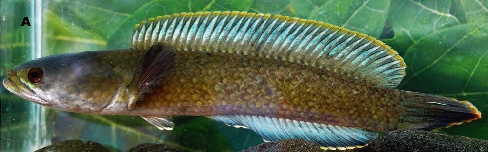 ikan channa Royi
