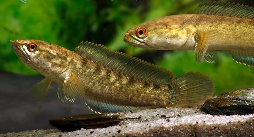 ikan channa harcourtbutleri