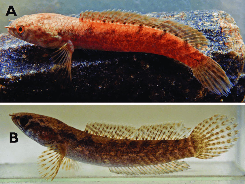 ikan channa lipor