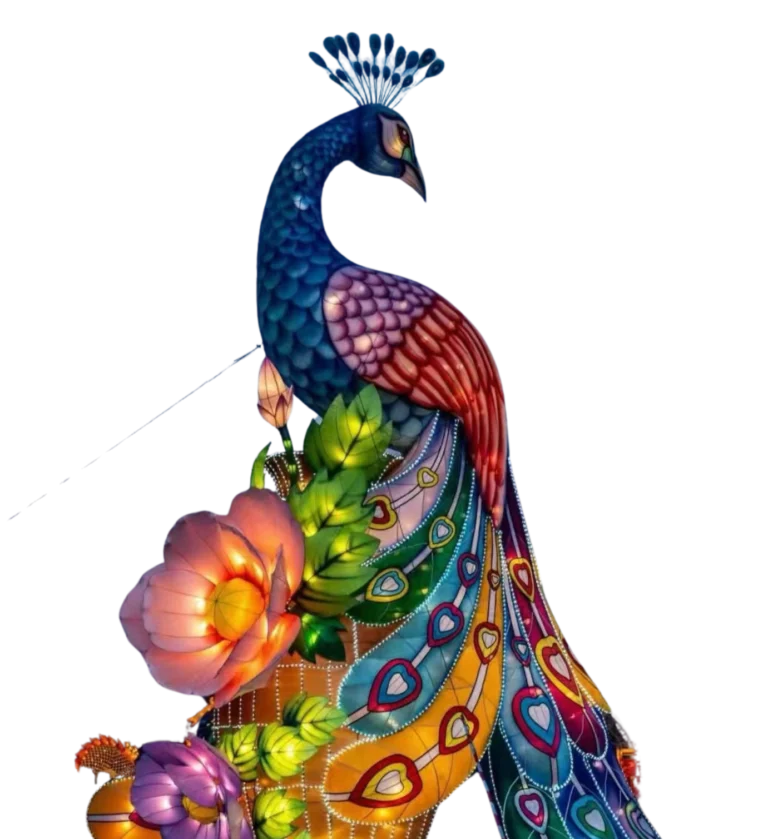 A giant lantern peacock lit up at night (personalized&customized lantern)