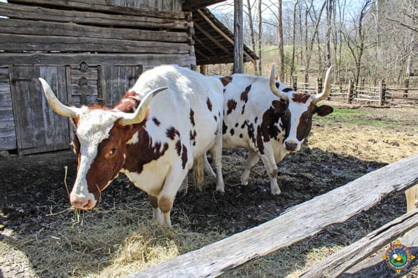 longhorn steer