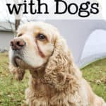 dog sitting next to a tent