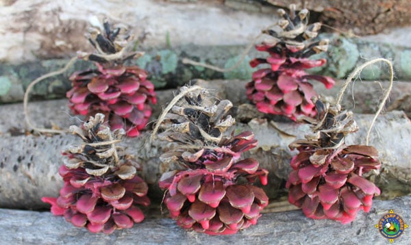 pinecone fire starters on logs