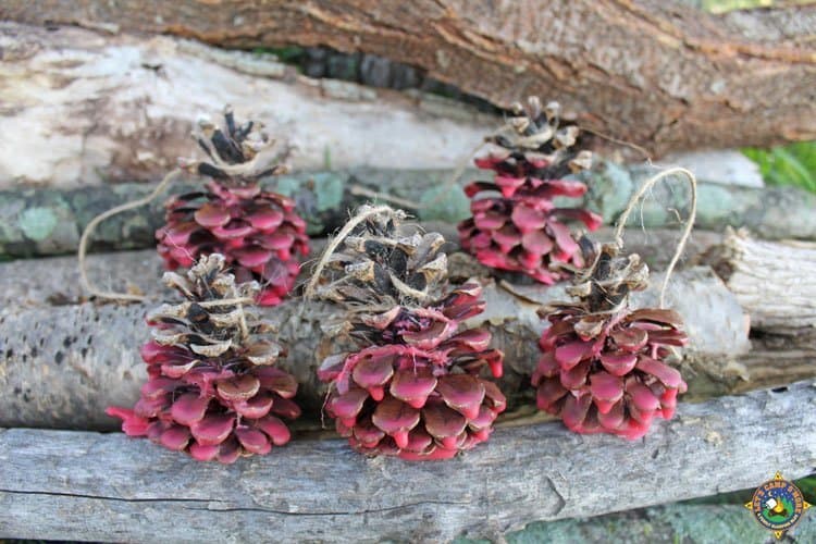 DIY Pinecone Fire Starters