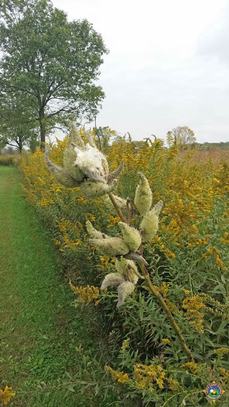 close up of a prairie plant