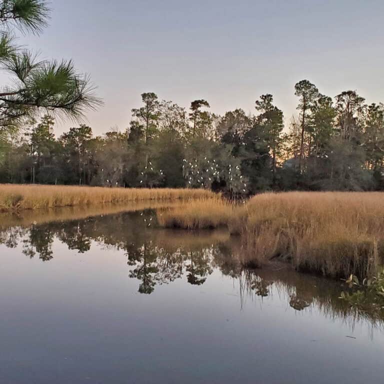 Birds in the Mississippi Bayou