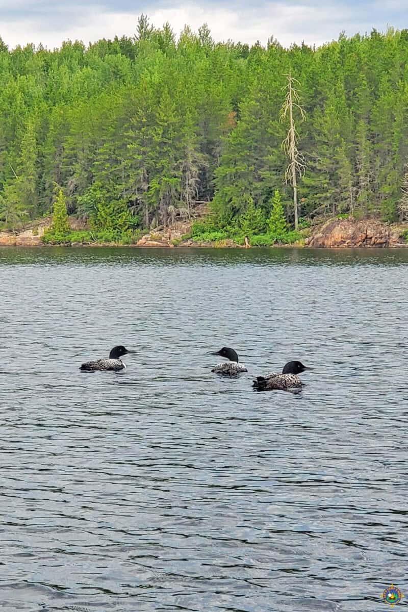 3 loons in the water in the boundary waters
