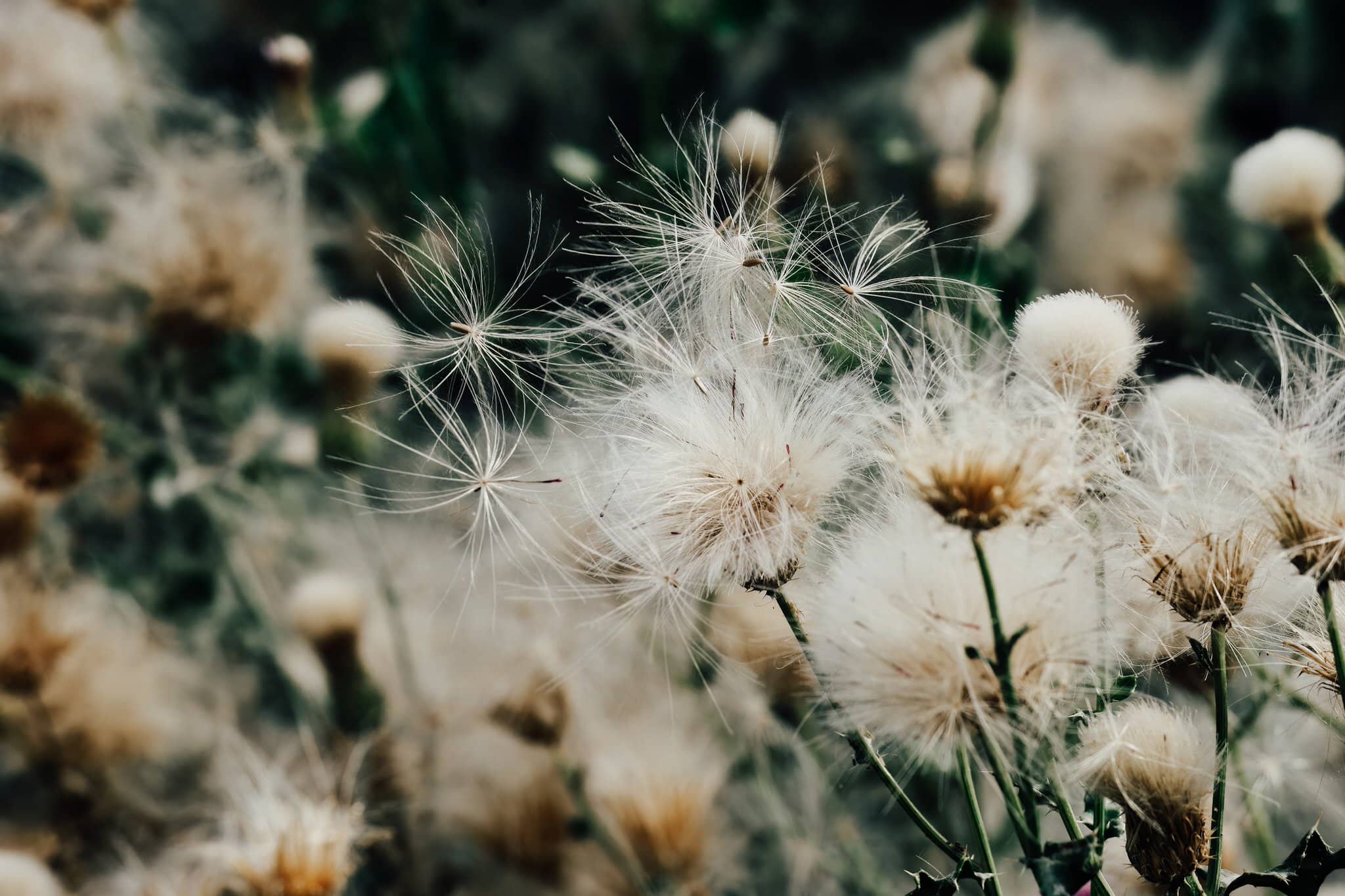 vecteezy lush bull thistle swaying in the wind along the river in 21828846 301