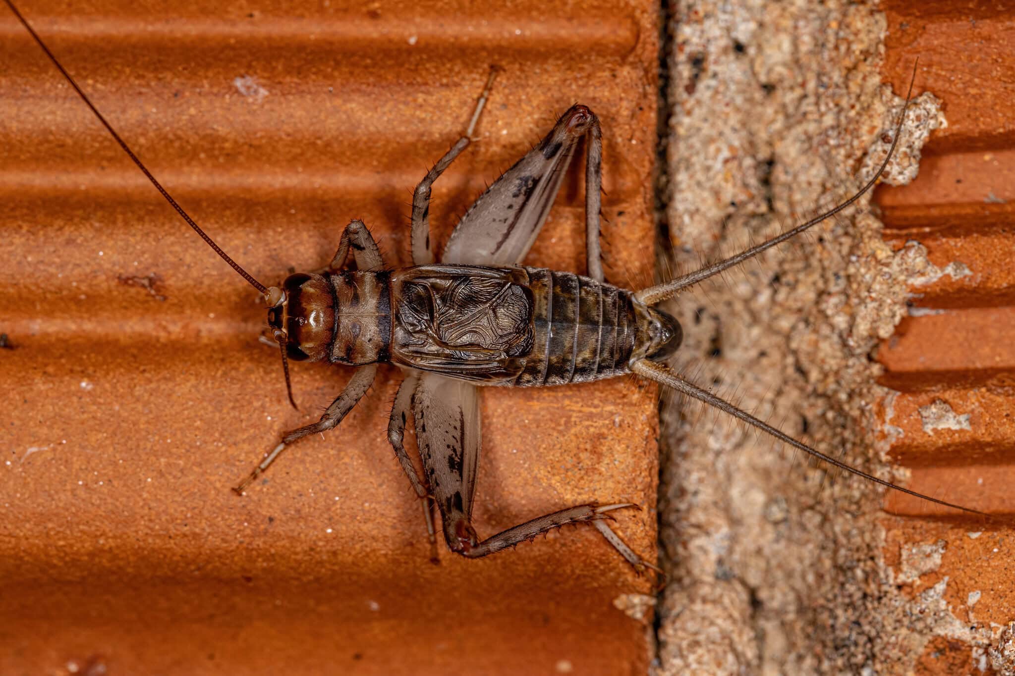 vecteezy male field cricket 9230711