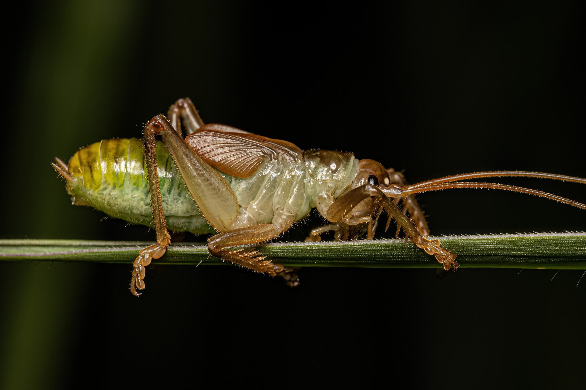 vecteezy raspy cricket nymph 16322896