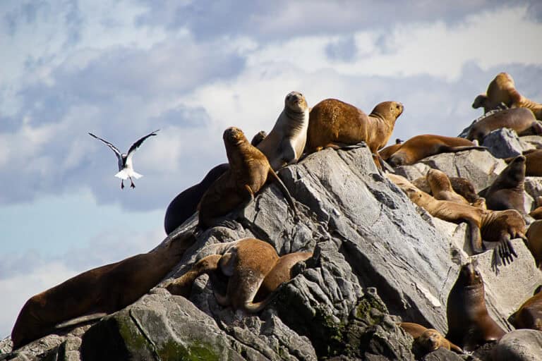 Sealion colony at Isla de los Lobos is one of the best things to do in Ushuaia
