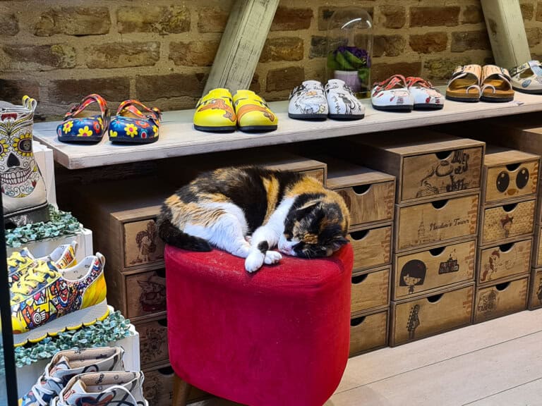 A cat sleeping in a shoes shop in Istanbul