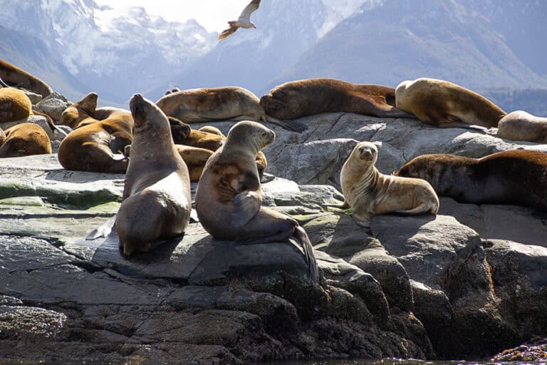 A playful sea lion interacts with its companions on the rocks, providing a lively experience for visitors on boat tours in Ushuaia.