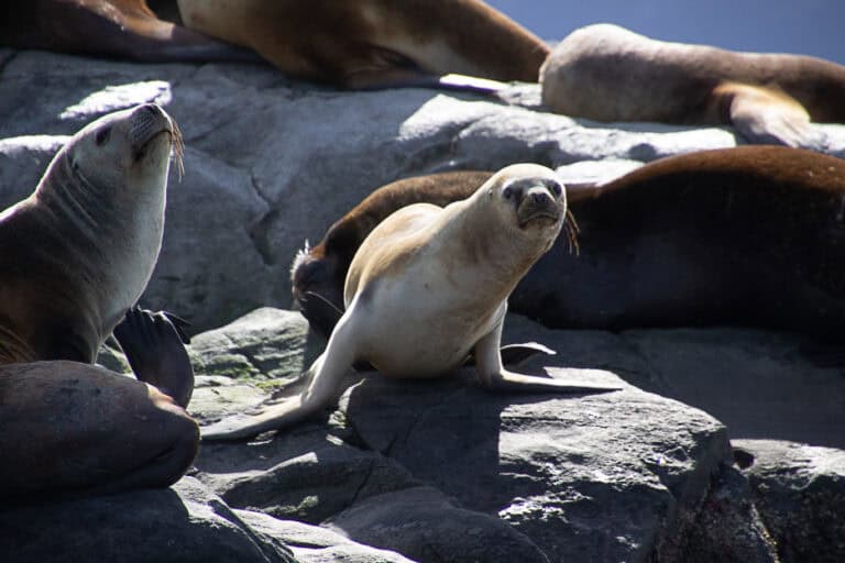 A close-up of two sea lions resting on rocky outcrops in the Beagle Channel, showcasing the unique wildlife experiences and natural beauty found on boat tours in Ushuaia, Argentina.