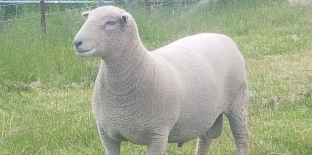 sale of prized stud ram provides more than 4000 meals for food banks