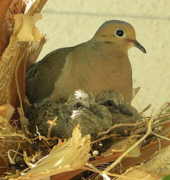 Mama bird and baby birds