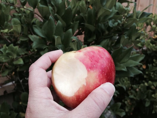 The Fruit Company apple bite
