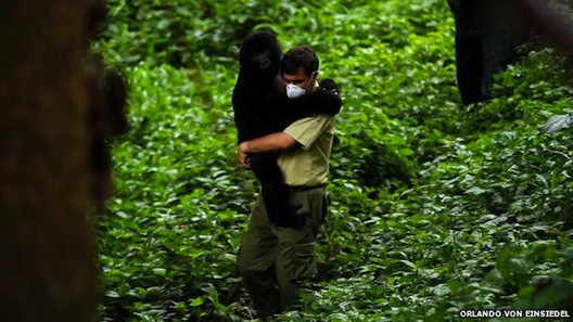 Virunga 2