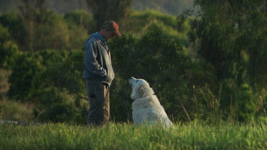Biggest Little Farm dog