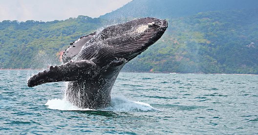 Humpback whale