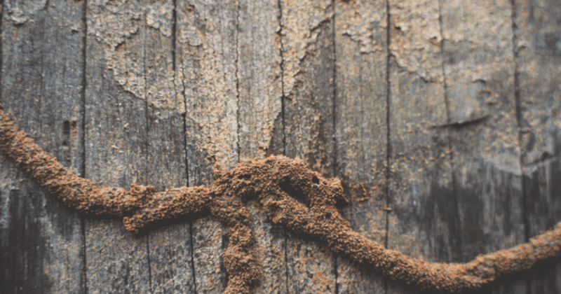 Termites in Wood Furniture and How To Get Rid