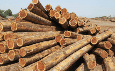 9 Benefits of Teak Wood Furniture for Environmental Living