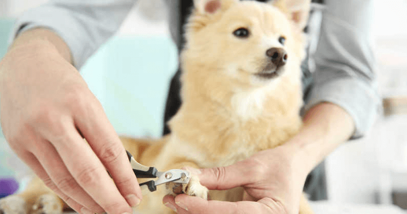 Tips Protect Teak Outdoor Furniture from Pet Scratch