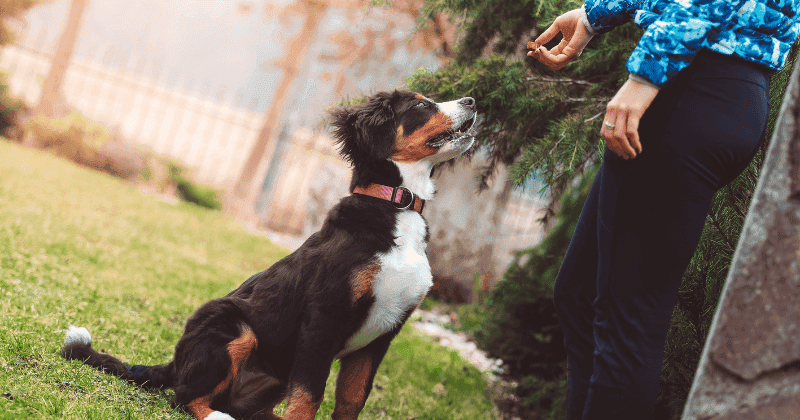 Tips Protect Teak Outdoor Furniture from Pet Scratch