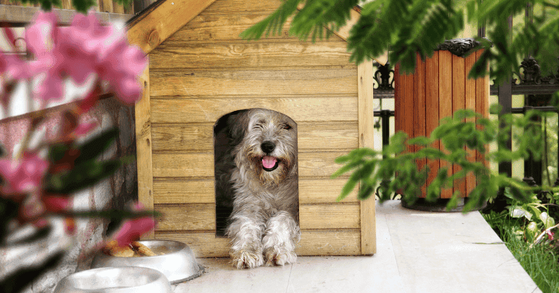 Tips Protect Teak Outdoor Furniture from Pet Scratch