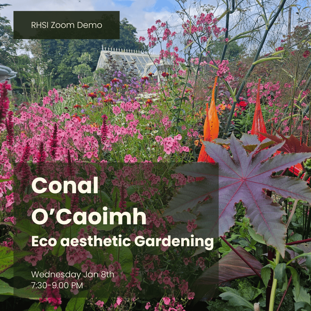 RHSI Zoom - Conall O Caoimh