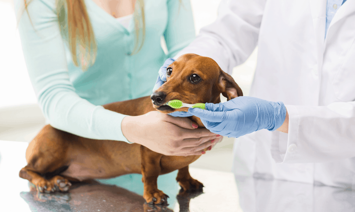 small brown dog having its teeth brushed by a veterinarian and a woman in a light blue sweater