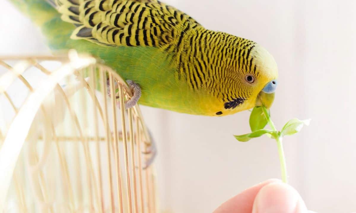 green and yellow bird standing on a birdcage reaching out to take a piece of greenery from someone's fingers