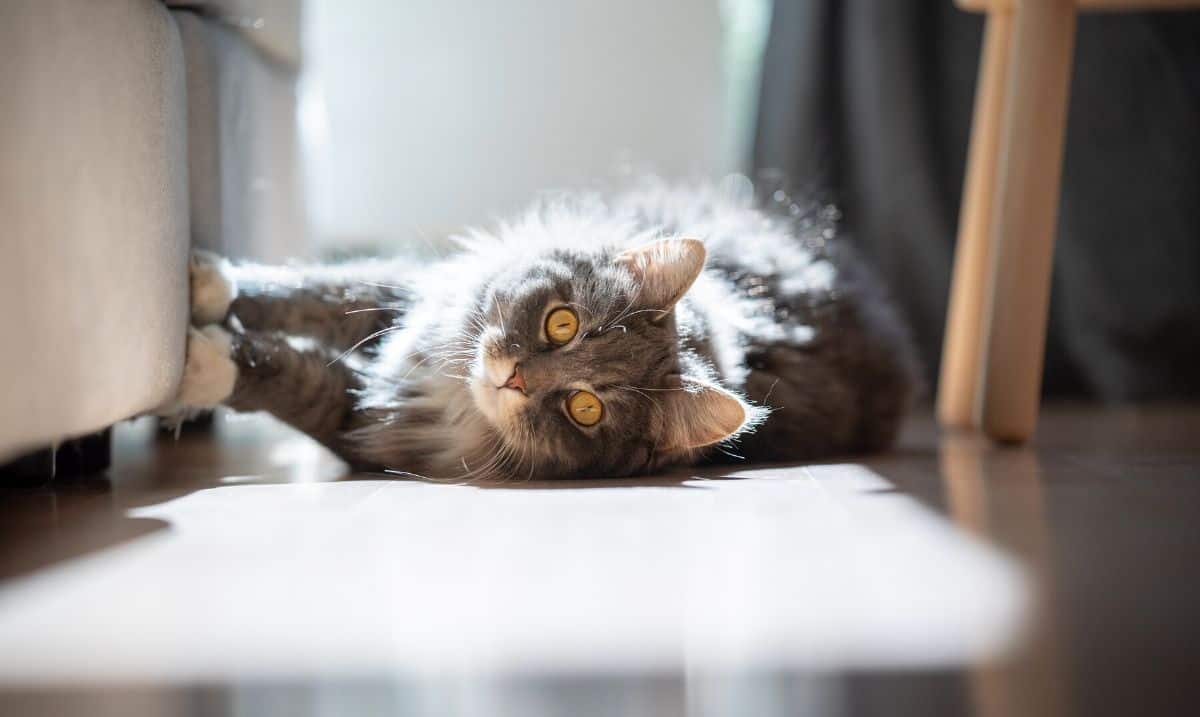 grey tabby laying on a light grey carpet on it's side, paws on a light grey couch as it looks forward