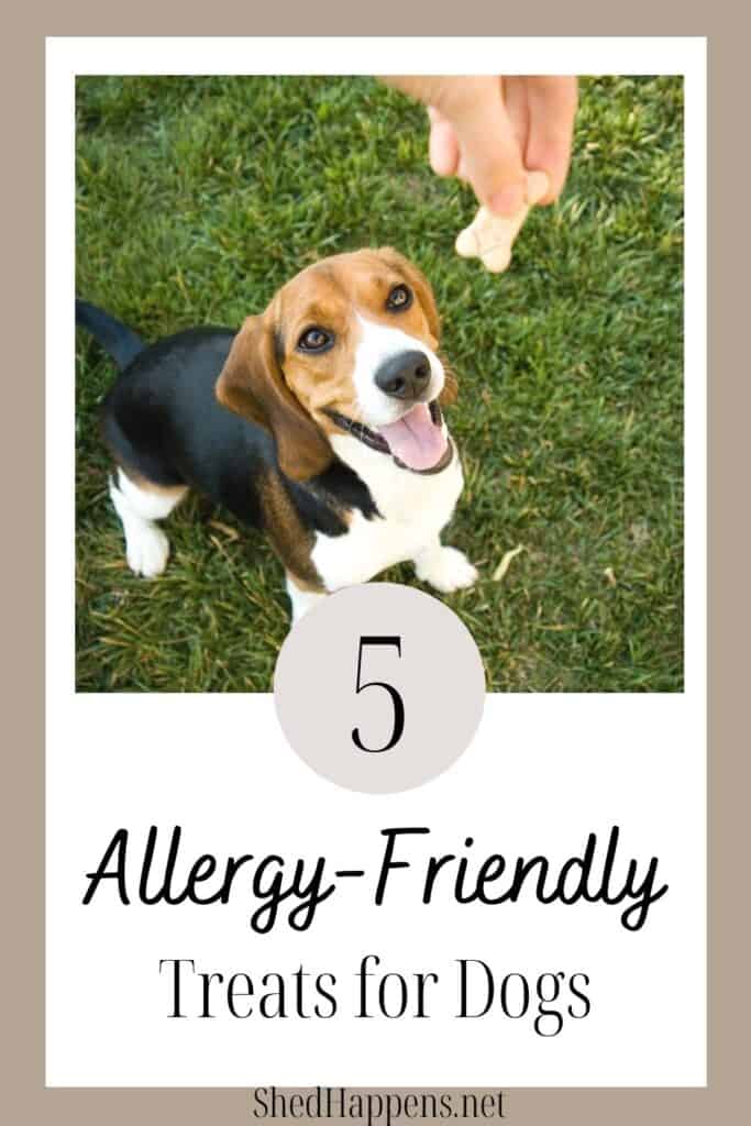 A small black, brown and white beagle dog is standing in the grass, looking up at an outstretched hand holding a dog treat. Text states 5 allergy-friendly treats for dogs.