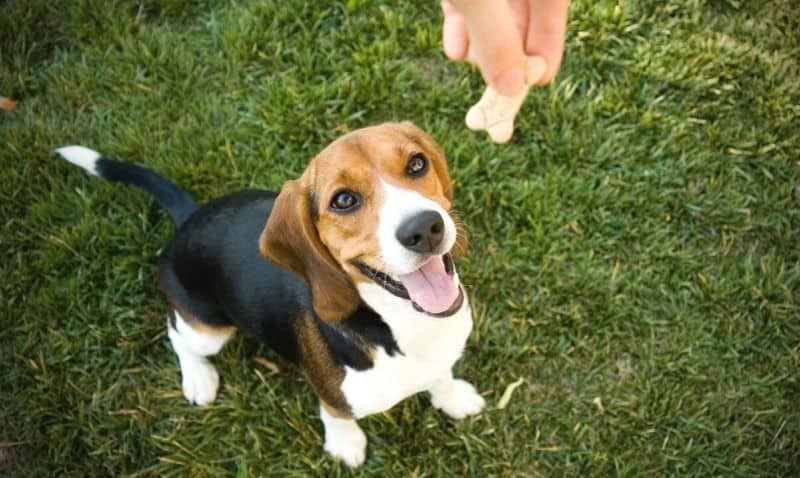 A small black, brown and white beagle dog is standing in the grass, looking up at an outstretched hand holding a dog treat.