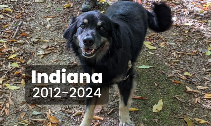 In Loving Memory of Indiana