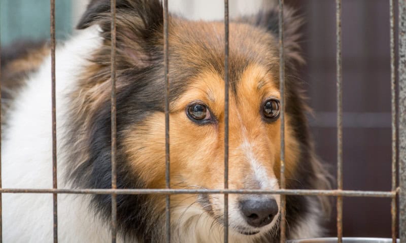 collie dog in a cage | Fostering or Adopting A Puppy Mill Rescue Dog