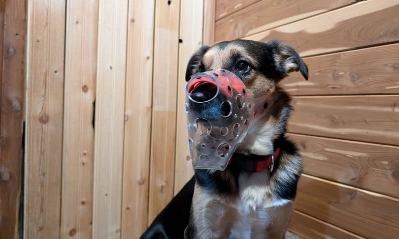 Should I Use a Dog Muzzle for Grooming? Features to Look For and How to Use Them*